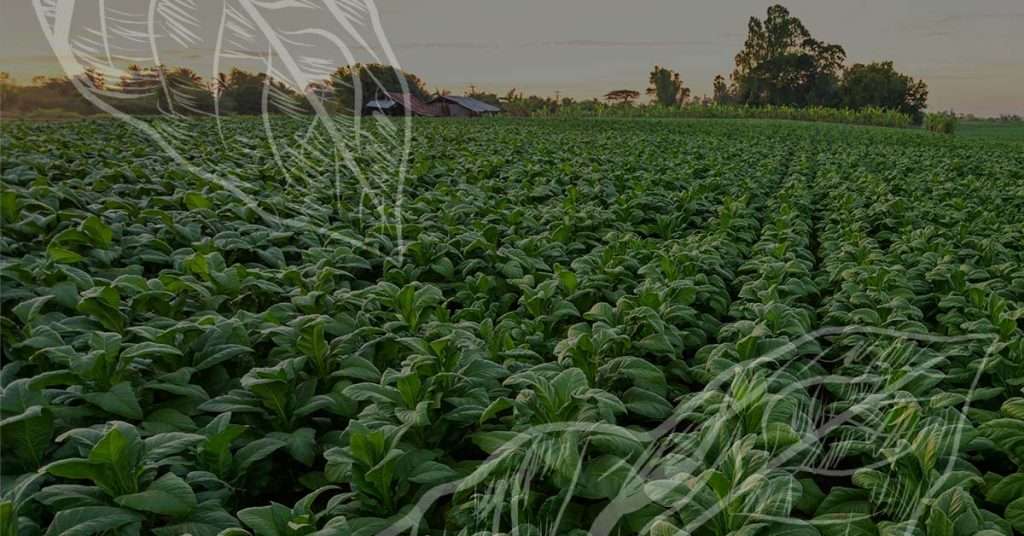 Tobacco Field