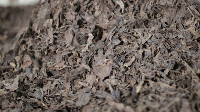 Dried tobacco leaves falling