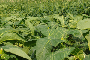 a spotlight on American tobacco. While we love the tobacco plants from Kentucky and Tennessee, American farmers throughout the United States grow a wide variety of tobacco: