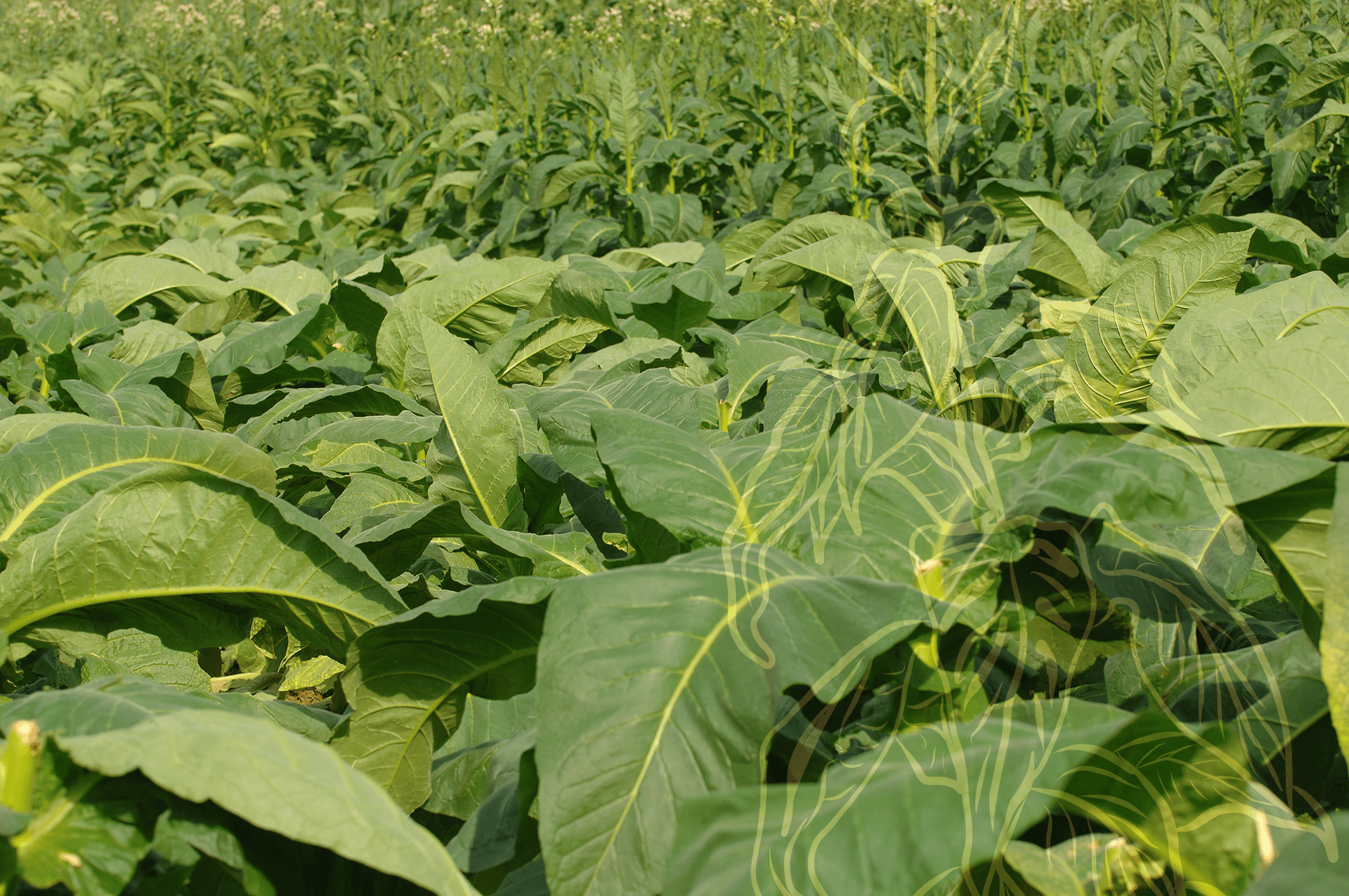 germinate tobacco seeds Tobacco Seed Golden Virginia 1000pk