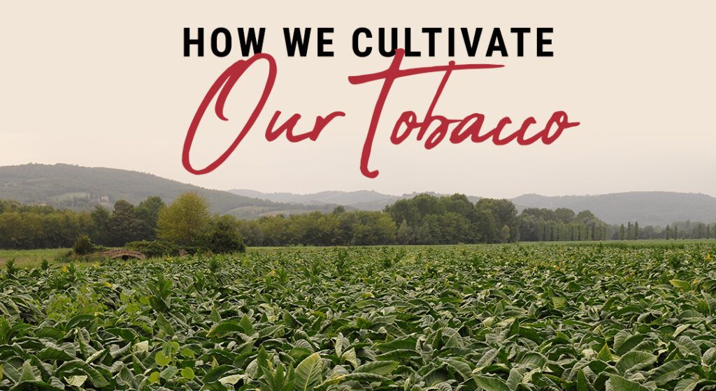How We Cultivate Our Tobacco