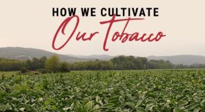 How We Cultivate Our Tobacco